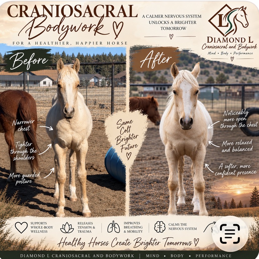 Before and after comparison of a colt showing a more open chest and relaxed posture following bodywork